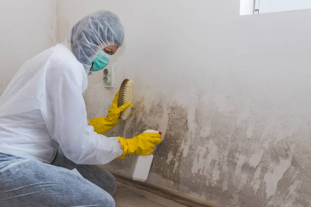 Best Bathroom Mold Remediation in Kirksville, MO