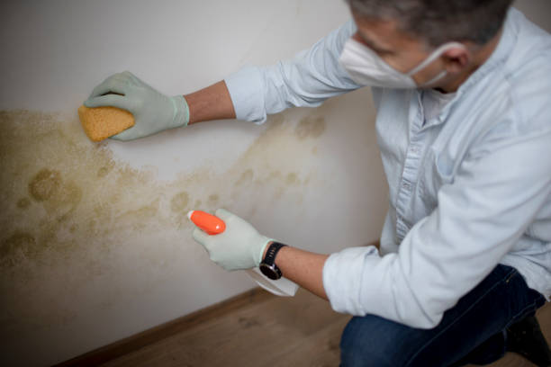 Best Emergency Mold Remediation in Kirksville, MO