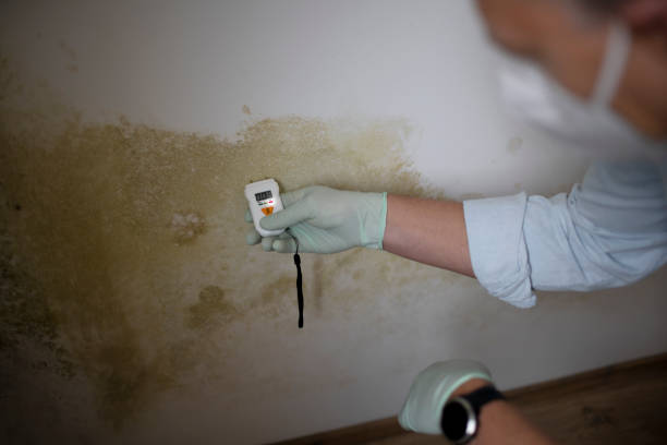 Best Health and Safety Mold Remediation in Kirksville, MO