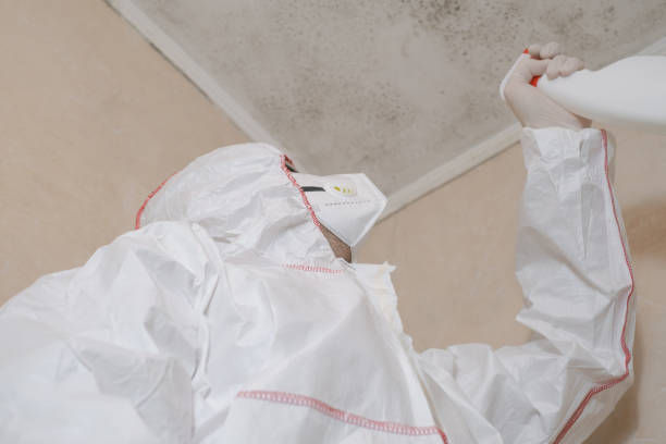 Best Post-Flood Mold Remediation in Kirksville, MO