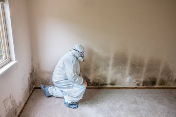 Best Industrial Mold Remediation in Kirksville, MO