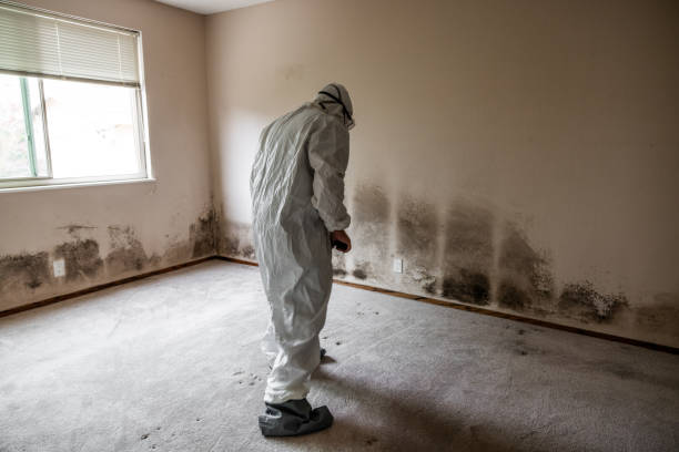 Best Kitchen Mold Remediation in Kirksville, MO