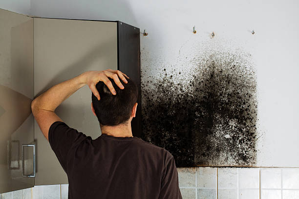 Best Attic Mold Remediation in Kirksville, MO