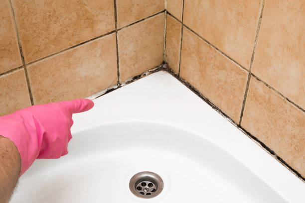 Best Health and Safety Mold Remediation in Kirksville, MO