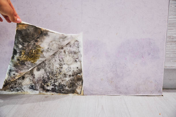 Best Attic Mold Remediation in Kirksville, MO